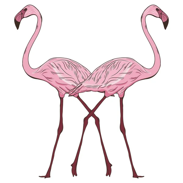 Illustratie met twee Flamingo 's — Stockvector