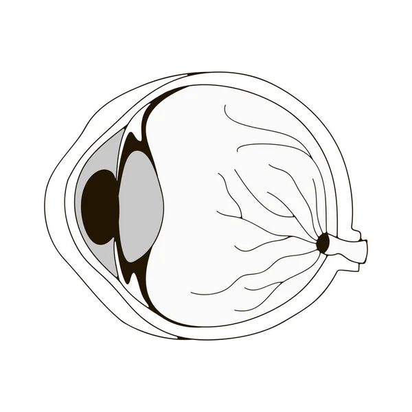 Illustration with eyeball. — Stock Vector