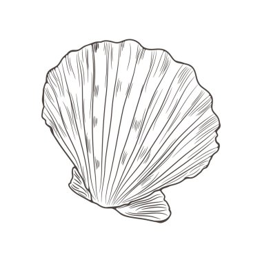 Vektör çizim ile deniz hayvanı kabuğu. Kroki tarzı.