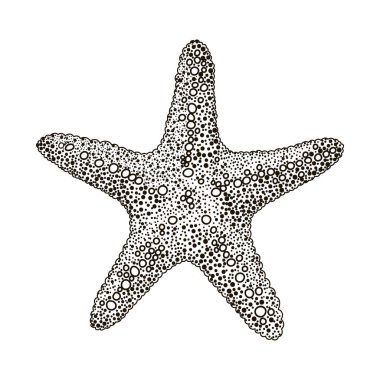 Deniz yıldızı ile vektör çizim