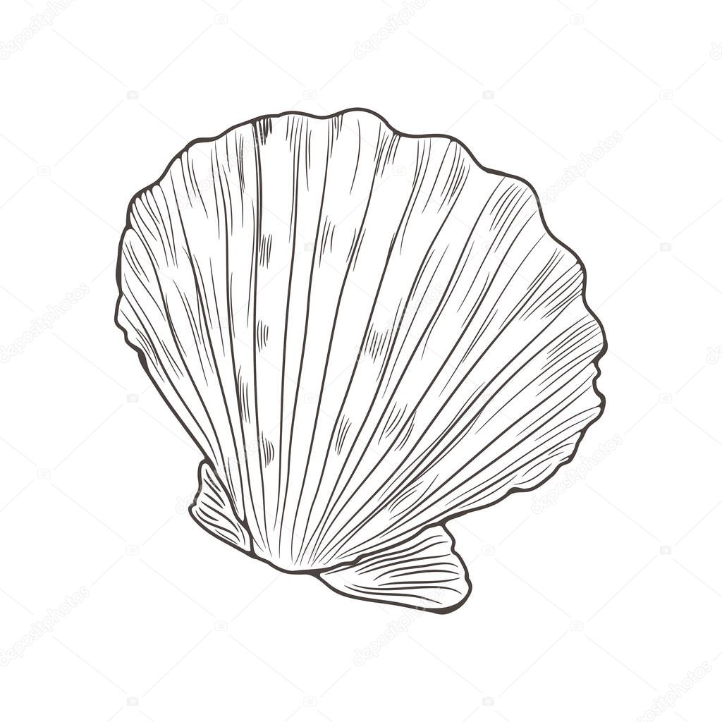 Vector illustration with shell. Sketch style.