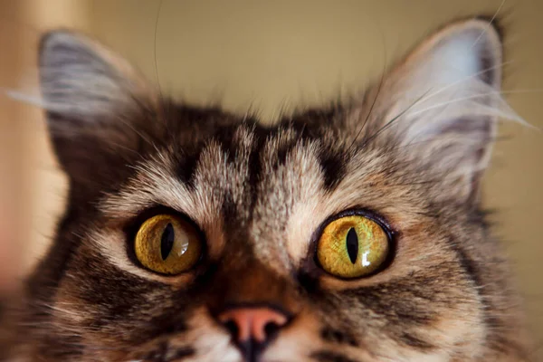 Domácí Kočka Pozorně Dívá — Stock fotografie