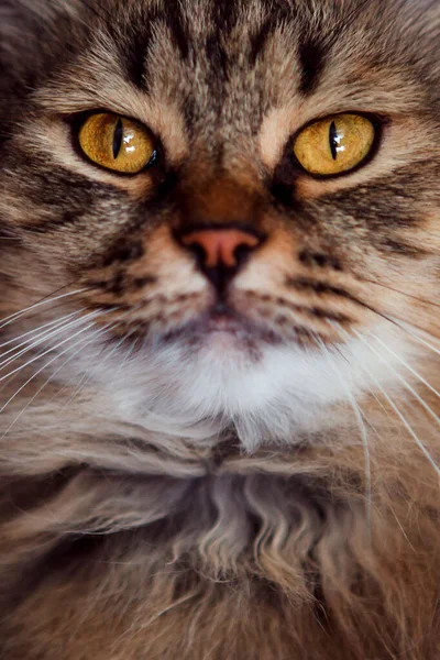 Gato Doméstico Está Assistindo Com Cuidado — Fotografia de Stock