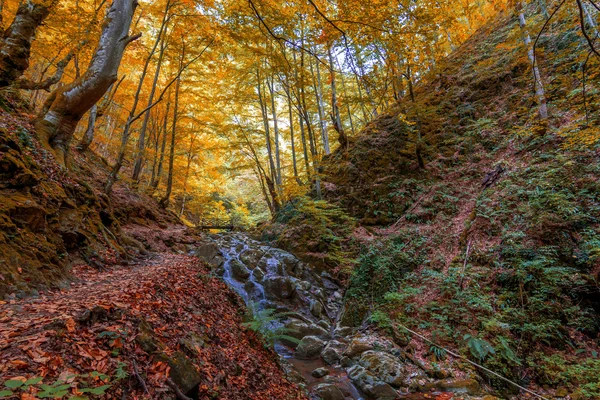 Creek in the forest in Autumn — Stock Photo, Image