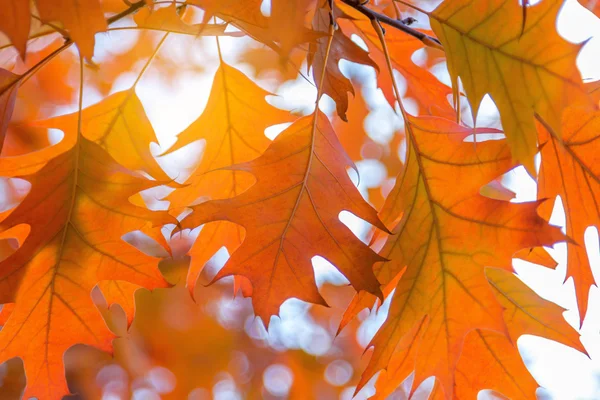 Hojas de otoño en el cielo — Foto de Stock