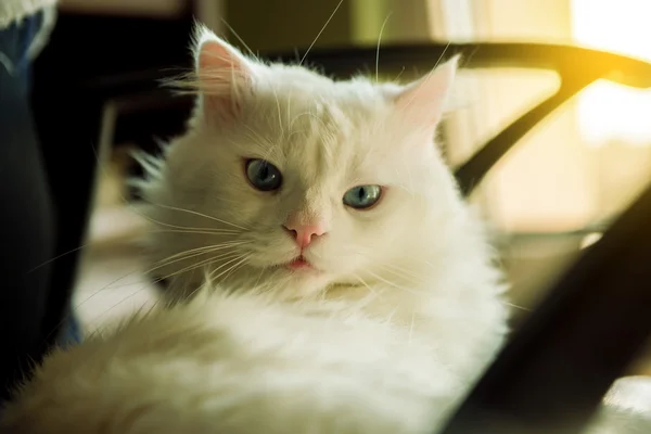 Белая кошка отдыхает на диване — стоковое фото