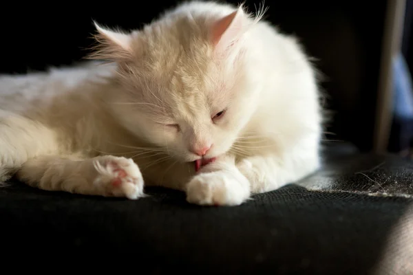 Gato branco lambendo-se na cama — Fotografia de Stock