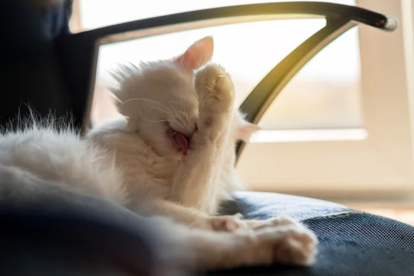 Gato branco lambendo-se na cama — Fotografia de Stock