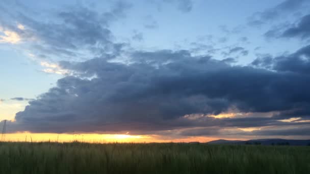 Sonnenuntergang über einem Weizenfeld im Zeitraffer — Stockvideo