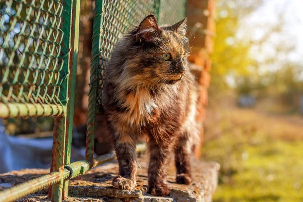 울타리 위에 있는 고양이 — 스톡 사진