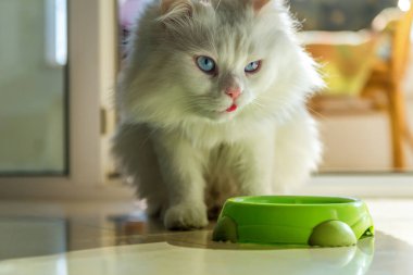 Beyaz kedi yemek bekliyor.