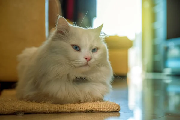 Biały kot relaksujący — Zdjęcie stockowe