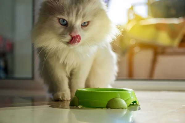 Beyaz kedi yemek bekliyor.