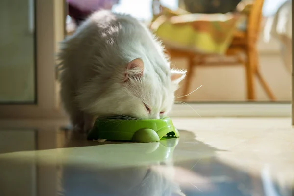 White cat yawning