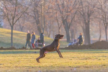 Parktaki köpek