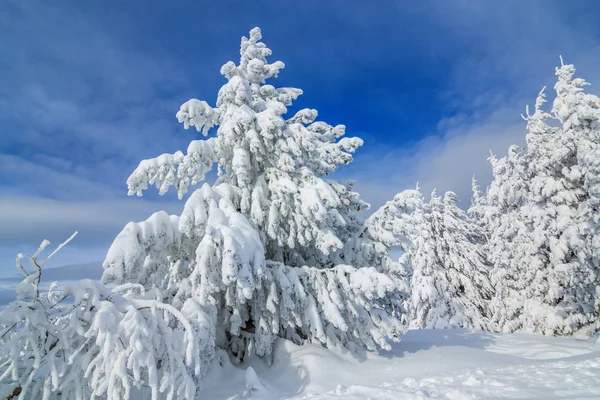 Sapins couverts de neige dans la forêt — Photo