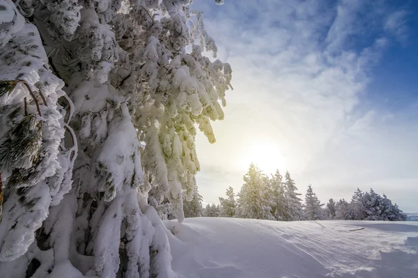 Branche d'épinette en hiver — Photo