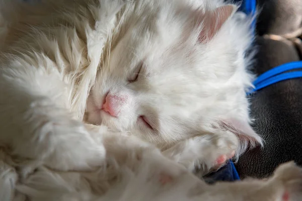 Retrato de sono doce gato branco — Fotografia de Stock