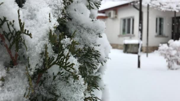 冬に雪や雪のアウトドア — ストック動画