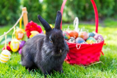Paskalya tavşanı ve Paskalya yumurtaları 