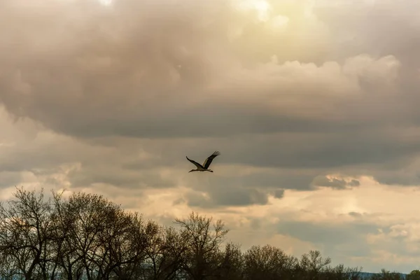 Ooievaar vliegend in de wolken — Stockfoto