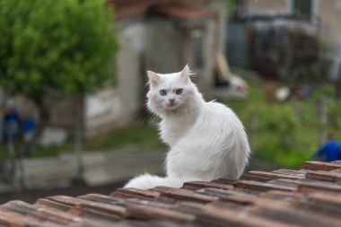 Çatıdaki kedi.