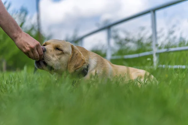 绿草草坪上的黄色拉布拉多猎犬 — 图库照片