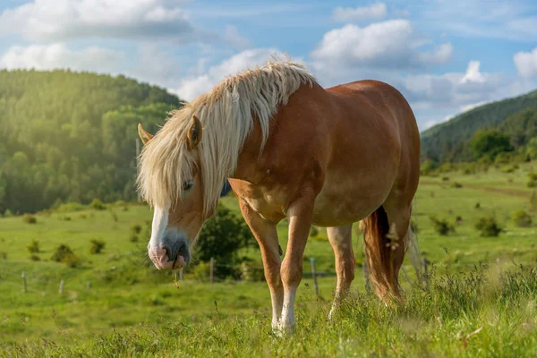 Cavalo pastando em um pasto com grama — Fotografia de Stock