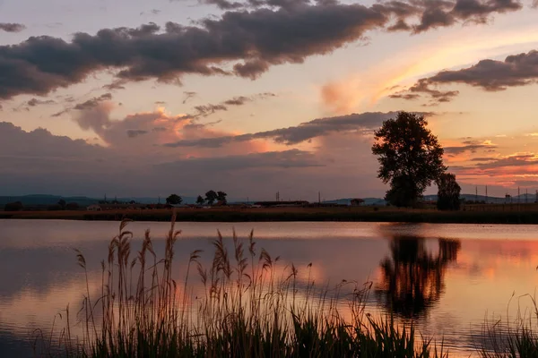 Σιλουέτα δέντρο στο ηλιοβασίλεμα στη λίμνη — Φωτογραφία Αρχείου