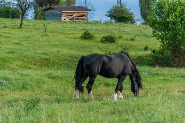 Фризская лошадь на пастбище — стоковое фото
