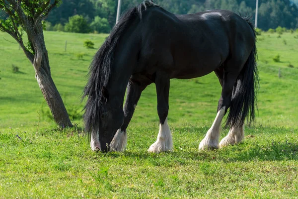 Caballo frisón negro en el prado de tréboles —  Fotos de Stock