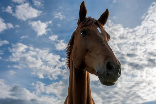 Um belo cavalo vermelho — Fotografia de Stock