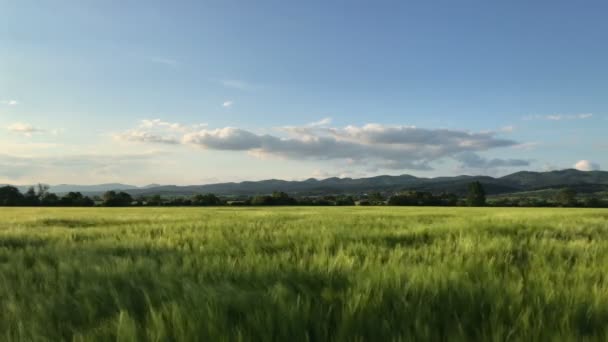 Paisagem rural com campo de trigo ao pôr do sol, 4K — Vídeo de Stock