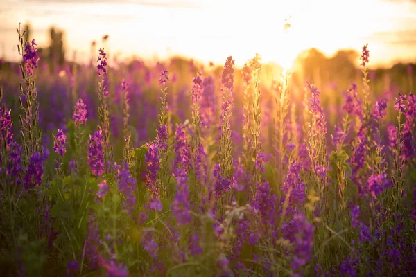 Wunderbarer Sonnenuntergang. fantastische bunte Landschaft mit Blau und Stecknadel — Stockfoto