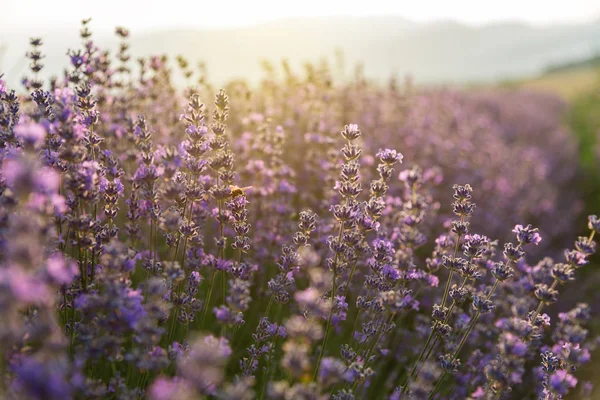 Blooming lavender in a field at sunset — Stock Photo, Image