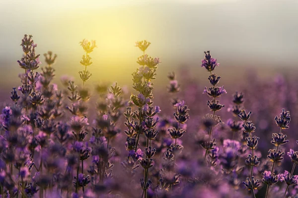 Lavanda florescente em um campo ao pôr do sol — Fotografia de Stock