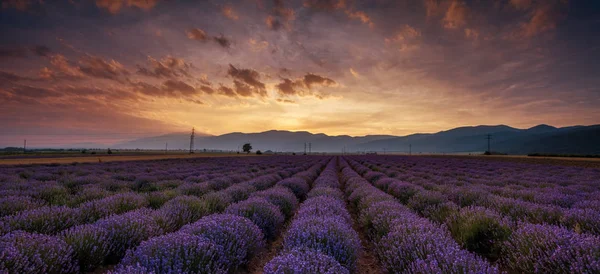 Sonnenaufgang über Lavendelfeldern in Bulgarien — Stockfoto