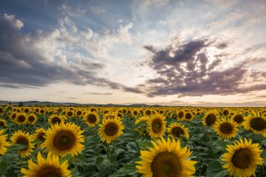 Gün batımında ayçiçeği tarlası