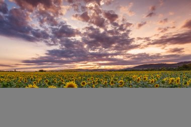 Gün batımında ayçiçeği tarlası