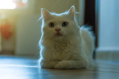 Beyaz kedi rahatlatıcı