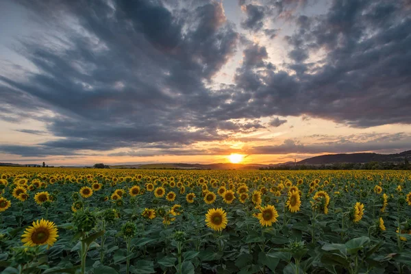 stock image Sunflower field at sunset 