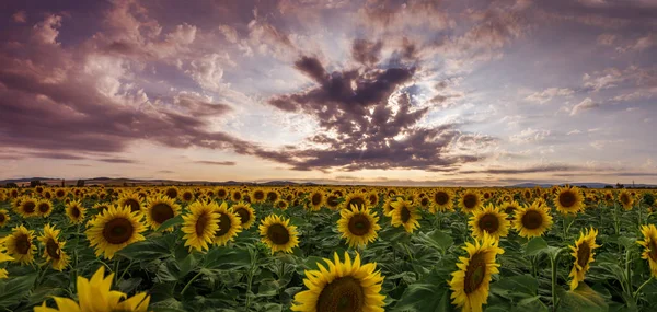 Соняшники на сонячній панорамі — стокове фото