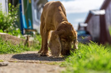 portre yavru horoz İspanyol