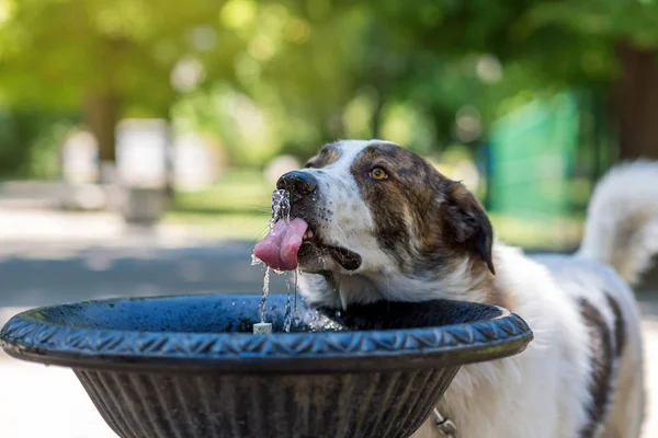 Köpek İçme Suyu
