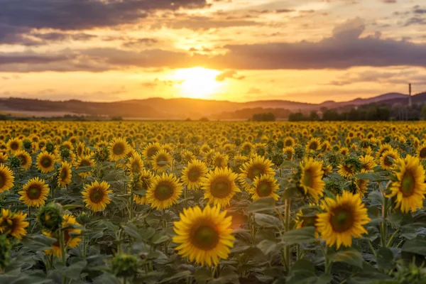 Slunečnicové pole při západu slunce — Stock fotografie