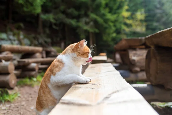 Happy orange cat lying on a bench in the garden. — Stock Photo, Image