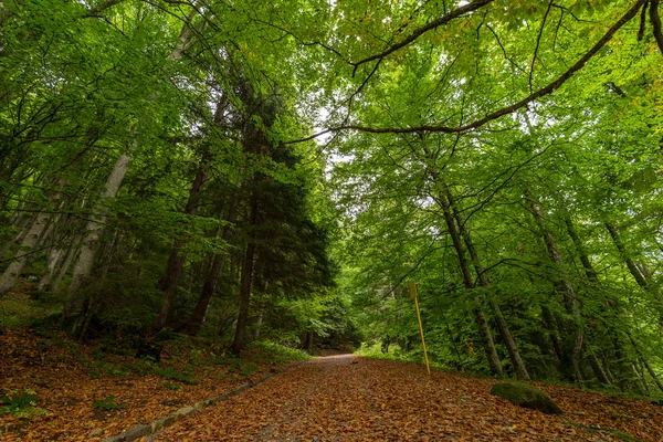 Country road in forest with green grass and trees — Stock Photo, Image