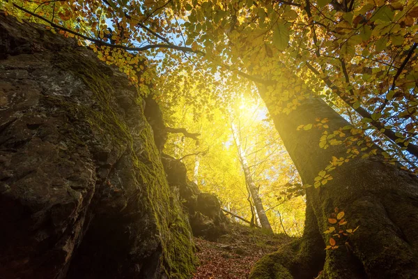 夕焼けに紅葉の風景 — ストック写真