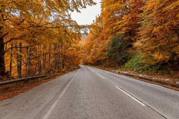 Jesienne road. Czerwone liście na drzewach. — Zdjęcie stockowe