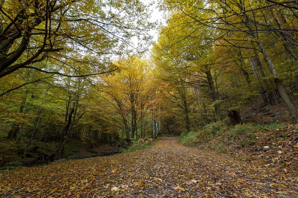 Yol Bulgaristan'da sonbaharda ormanda yürüyüş